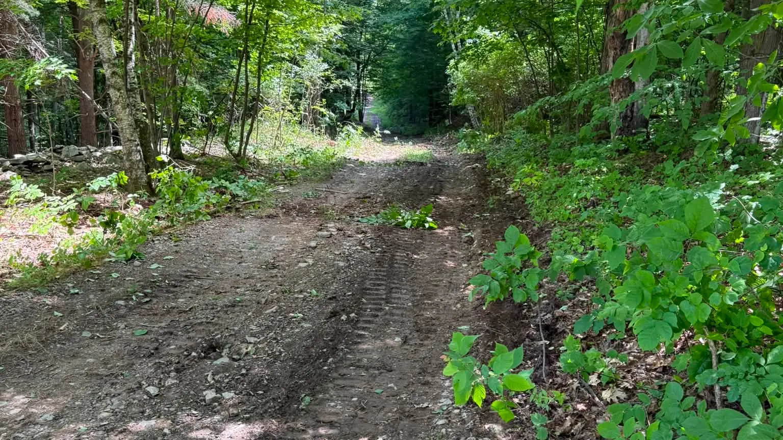 Woodland lane cleared back to bare ground