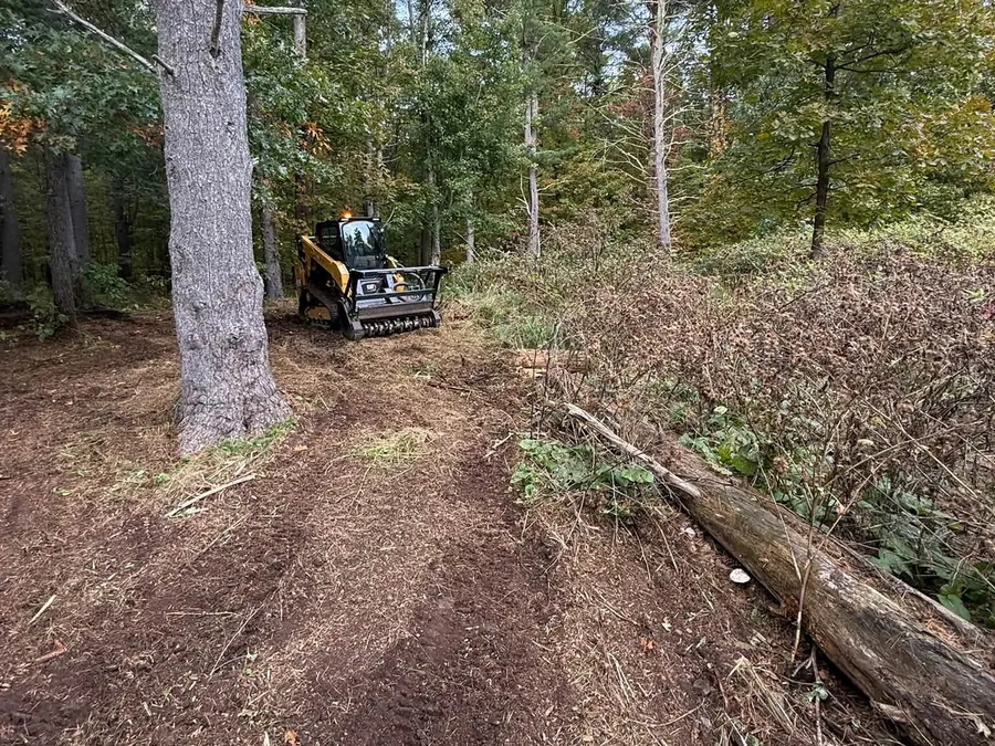 Forestry mulching with a compact track loader and mulching head in brush beside tall trees