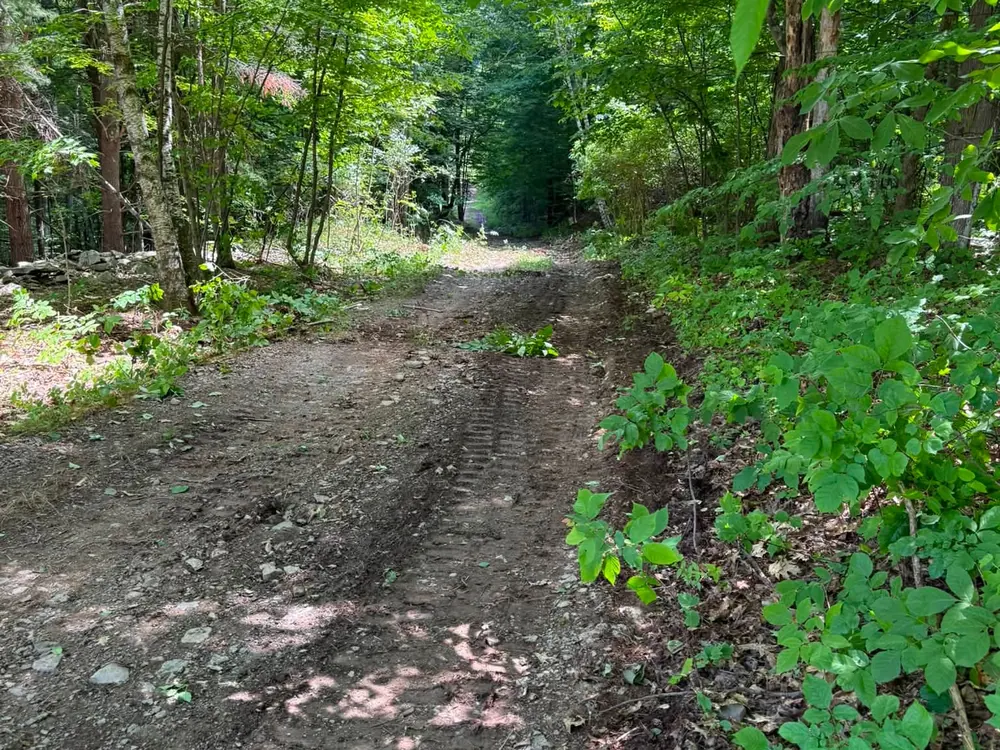 Overgrown woodland lane cleared back to bare ground, trail clearing for land clearing