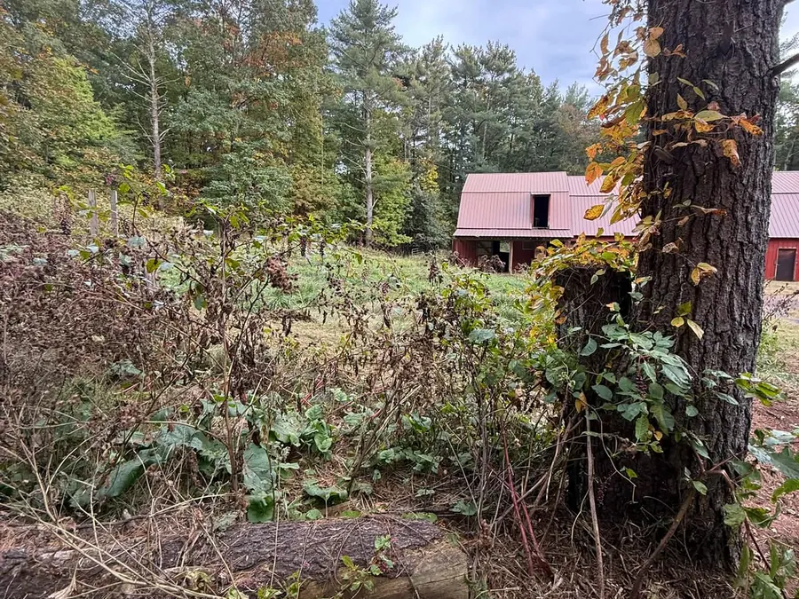 Overgrown brush and weeds crowding a barn yard before cleanup, property maintenance