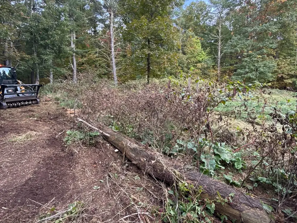 Fallen tree trunk in brush with a track loader working at the edge, tree removal and cleanup