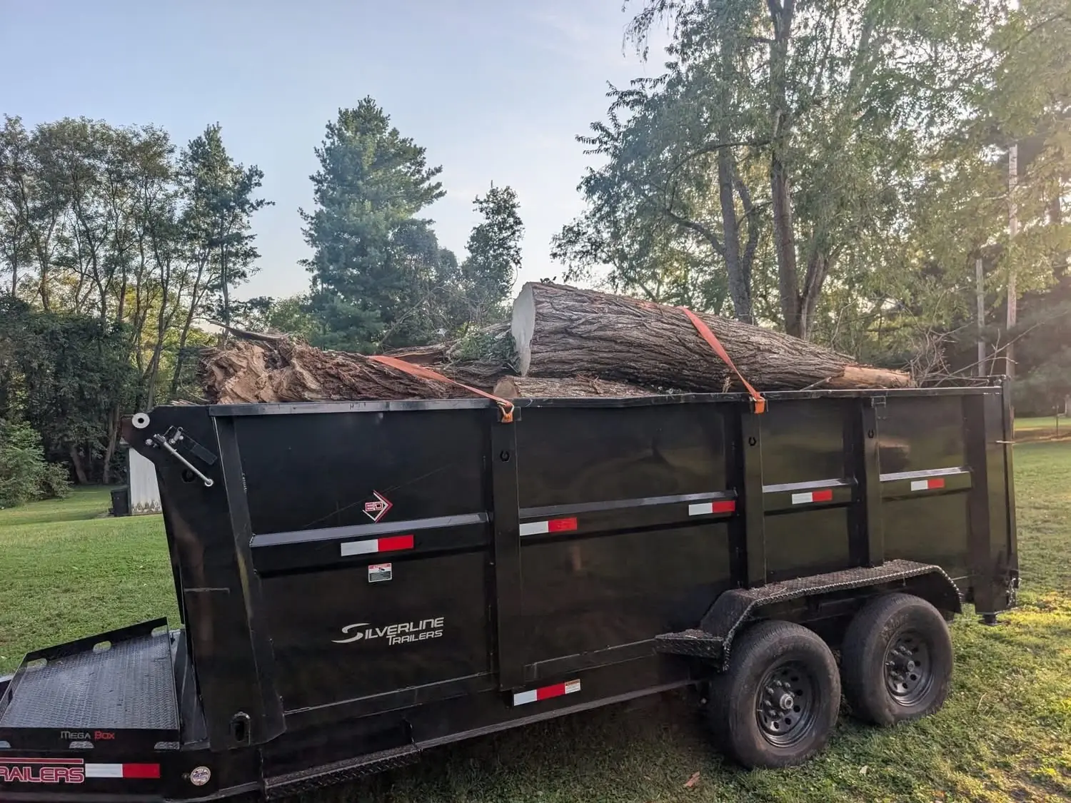 Large tree trunk sections strapped in a dump trailer for hauling, tree removal